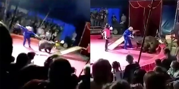 Kinh hoàng cảnh gấu trong rạp xiếc tấn công người huấn luyện ngay trên sân khấu