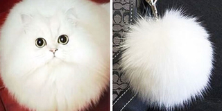 Loạt ảnh siêu yêu chứng minh khả năng cosplay thần thánh siêu cấp vô địch của các boss