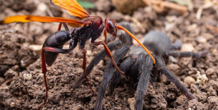 Ong cực độc tấn công dã man nhện khổng lồ nhằm biến nạn nhân thành "xác sống"
