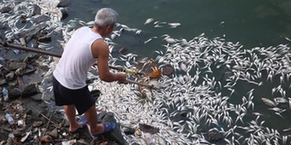 Hà Nội: Cá chết trắng mặt hồ Tây, người dân "nhăn mặt" vì mùi quá nồng nặc