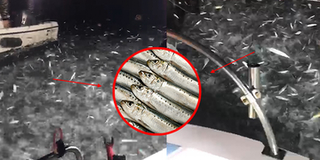 Clip: Hàng chục ngàn con cá mòi bất ngờ nhảy lên thuyền ngư dân