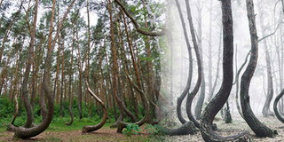 Bí mật khu rừng không bao giờ đứng thẳng ở Ba Lan