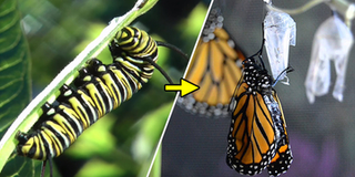 Cận cảnh quá trình lột xác hoàn hảo của loài bướm: kiệt tác của thế giới côn trùng