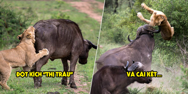 Đại chiến sinh tồn trong thế giới hoang dã: khi kẻ đi săn trở thành con mồi
