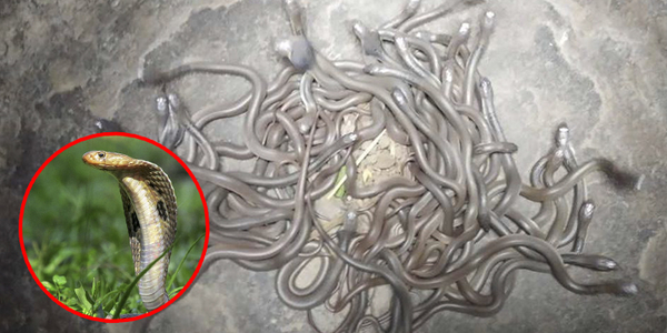 Ấn Độ: Tá hỏa khi trăm con rắn hổ mang chúa được tìm thấy lúc nhúc trong nhà
