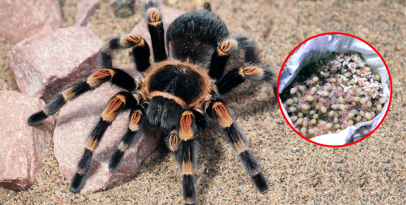 "Rợn người" với bọc trứng nhện Tarantula chứa hàng trăm nhện con