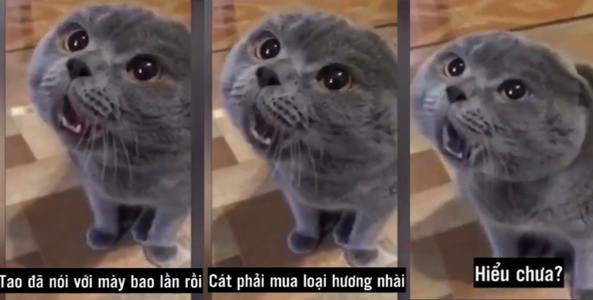 Ngỡ ngàng nghe các "hoàng thượng mèo" nói tiếng người