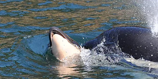 Cá voi mẹ cõng xác con vượt đại dương: Lời cảnh báo cay đắng tới con người