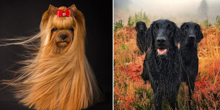 Những bức ảnh xuất sắc nhất về cún cưng trong cuộc thi nhiếp ảnh 2018 không thể bỏ lỡ
