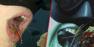 Những nha sĩ dưới đại dương giúp thợ lặn chăm sóc răng vô cùng chuyên nghiệp