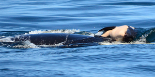 Nhói lòng khoảnh khắc cá voi mẹ buông xuôi sau khi cõng xác con bơi suốt 17 ngày