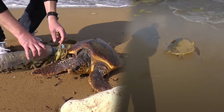 Save da "Boss": Nhìn rùa biển thoi thóp thế này, mỗi lần con người xả rác có thấy hổ thẹn không?