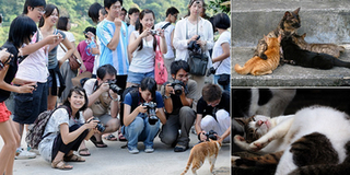 Ghé thăm Houtong - lãnh địa của loài mèo ở Đài Loan