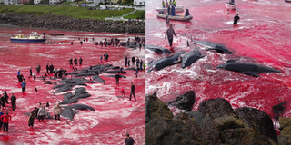 Máu nhuộm đỏ bờ biển khi hàng trăm con cá voi bị thảm sát, trẻ em cũng tham gia khiến CĐM kinh hãi