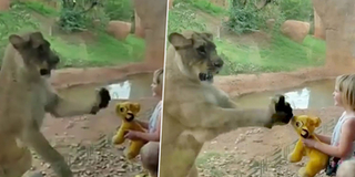 Sư tử cái vô tư vui đùa với thú bông của bé gái trong vườn bách thú và cái kết bất ngờ