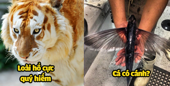 10 tấm ảnh chứng minh thế giới này có rất nhiều điều mà ta chưa biết