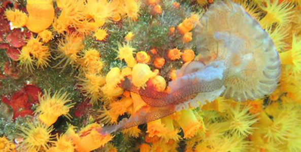 Cận Cảnh Thiên Nhiên - Kỳ 05: Rùng rợn chứng kiến loài san hô lạ ăn thịt sứa biển tập thể