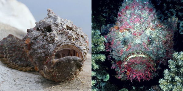 Cá mặt quỷ: mang hình hài xấu xí nhưng lại là sát thủ nọc độc dưới đại dương