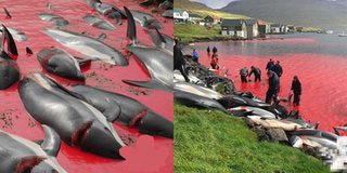 Lễ hội man rợ nhất thế giới: Hết cá voi đến cá heo bị tàn sát tập thể nhuộm đỏ máu cả bờ biển