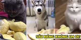 Phản ứng khó đỡ của động vật lần đầu nếm thử 'Vua của các loại quả'