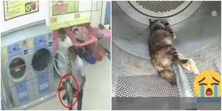 Mèo mẹ đang mang thai bị 2 thanh niên cho vào máy sấy chịu nóng đến chết khiến CĐM phẫn nộ