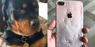 Cắn nát iPhone 8 Plus còn thái độ “có cái điện thoại mà ki bo", chú chó bị chủ xử lí thế này đây