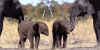 Đau lòng chú voi con mất vòi nghi do bẫy: "Động vật còn biết tương trợ nhau, loài người thì..."