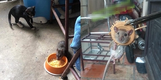 “Dở khóc dở cười” với hai chú chuột "gấu" nhất MXH: ăn cả cơm của mèo còn dám chui hẳn vào lồng chim