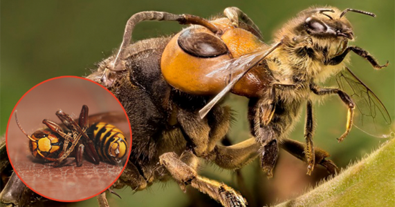 Sát thủ ong bắp cày bắt nạt bé ong mật bị cả đàn ong xúm lại đánh hội đồng và cái kết