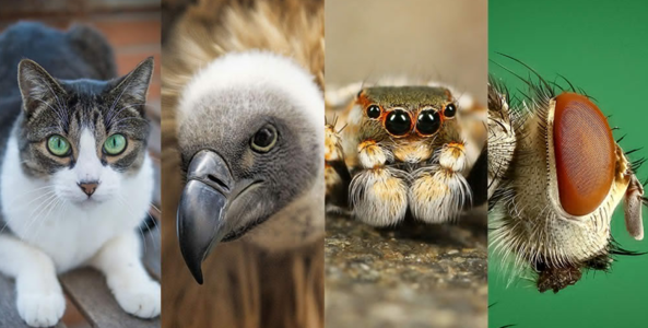 Bạn có biết động vật nhìn thế giới qua đôi mắt của chúng như thế nào không?