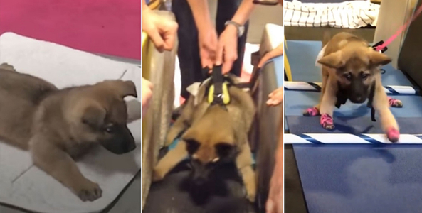 Save da "Boss": Chú cún bị khuyết tật 4 chân và nghị lực sống phi thường rúng động cả cộng đồng mạng