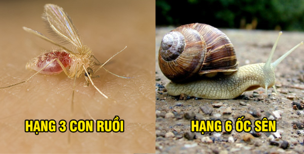 Kinh sợ trước những sinh vật nguy hiểm chết người nhất thế giới: bất ngờ khi chó đứng thứ 4!
