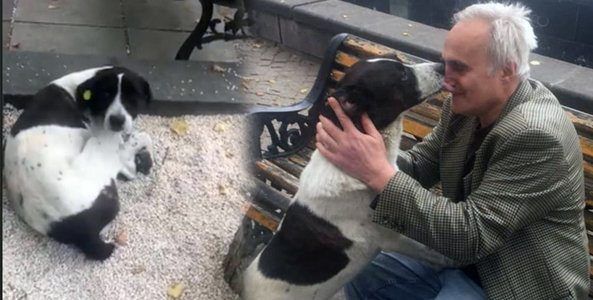 Khoảnh khắc cảm động khi ông lão tìm được chú chó sau 3 năm thất lạc khiến người xem nghẹn ngào