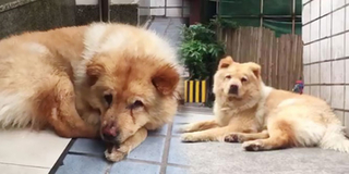 Chú chó trung thành và câu chuyện lay động trái tim không kém chó Hachiko của Nhật Bản
