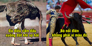 Có Thể Bạn Chưa Biết: Gấu không hề ngủ đông và những lầm tưởng tai hại về thế giới động vật - Phần 1