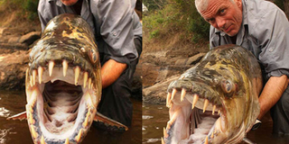 Quái vật tàn bạo bậc nhất Châu Phi: Đến cá sấu cũng trở thành món ăn ưa thích của nó!