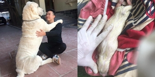 CĐM trầm trồ chiêm ngưỡng giống chó cỡ bự Alabai thuần chủng đầu tiên được sinh sản tại Việt Nam
