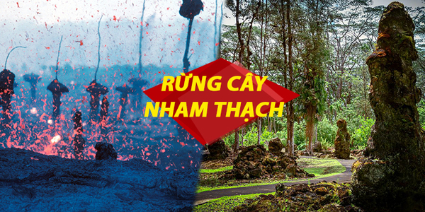 Thiên Nhiên Cận Cảnh: Rừng "cây nham thạch" tồn tại suốt 3 thế kỷ ở thiên đường hạ giới