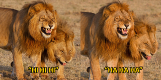 Chuyện lạ có thật: Cặp sư tử đực biết kể chuyện tiếu lâm, vui đến mức cười “quên cả tổ quốc”