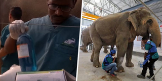 Bệnh viện dành cho voi đầu tiên ở Ấn Độ được thành lập tiếp niềm tin về bảo vệ động vật hoang dã