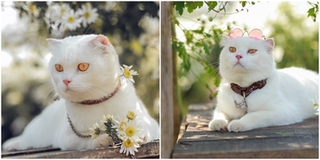 Boss mèo “theo trend” chụp ảnh cúc họa mi: Thần thái cực “chanh sả” khiến CĐM đổ rầm rầm