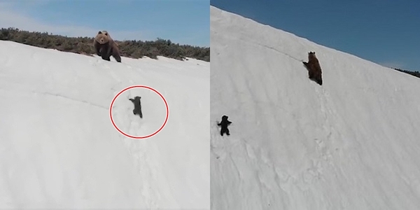 Sự thật đáng buồn đằng sau clip truyền cảm hứng: Gấu con kiên trì leo lên vách núi tuyết theo gấu mẹ