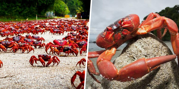 Thiên Nhiên Cận Cảnh: Hành trình di cư sống còn đến đảo Giáng Sinh của loài cua đất mùa sinh sản