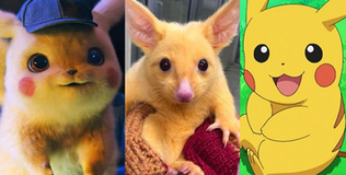 Ngộ nghĩnh chú chồn đột biến có ngoại hình giống hệt chuột điện Pikachu trong Pokemon