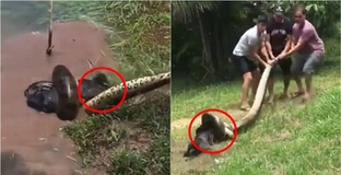 Save da "Boss": Nỗ lực tuyệt vời của ba người đàn ông giành giật "bữa trưa" của con anaconda dữ tợn