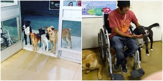 Câu chuyện phía sau hình ảnh 4 chú chó ngồi chờ người đàn ông vô gia cư khám bệnh khiến CĐM xúc động