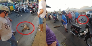 Chó thả rông gây tai nạn rồi chết tại chỗ, CĐM bức xúc lên tiếng: "Chó không có lỗi, lỗi ở chủ nhân"
