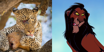 Chú báo chột mắt gây sốt vì có vẻ ngoài giống hệt kẻ thù truyền kiếp của Simba trong The Lion King Chú báo chột mắt gây sốt vì có vẻ ngoài giống hệt kẻ thù truyền kiếp của Simba trong The Lion King