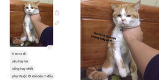 Đòi chia tay, cô gái bị bạn trai mang mèo cưng ra "uy hiếp"