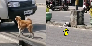 Đau lòng khoảnh khắc chó mẹ cầu cứu khắp nơi khi chó con bị xe đâm nằm bất động